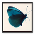 Butterfly Study 
