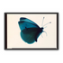 Butterfly Study 