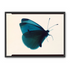 Butterfly Study 