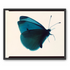 Butterfly Study 
