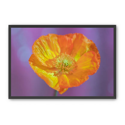 Sweet Poppy