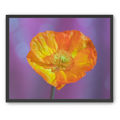 Sweet Poppy