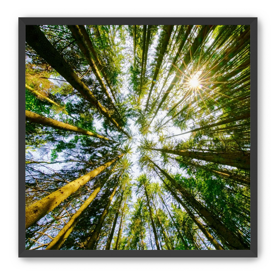 Reaching for the sun