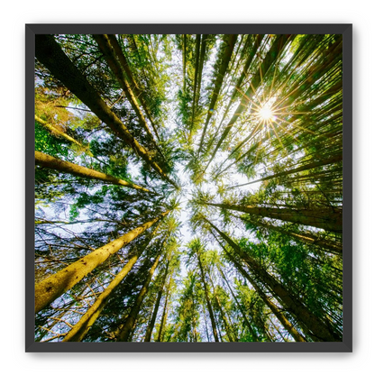 Reaching for the sun