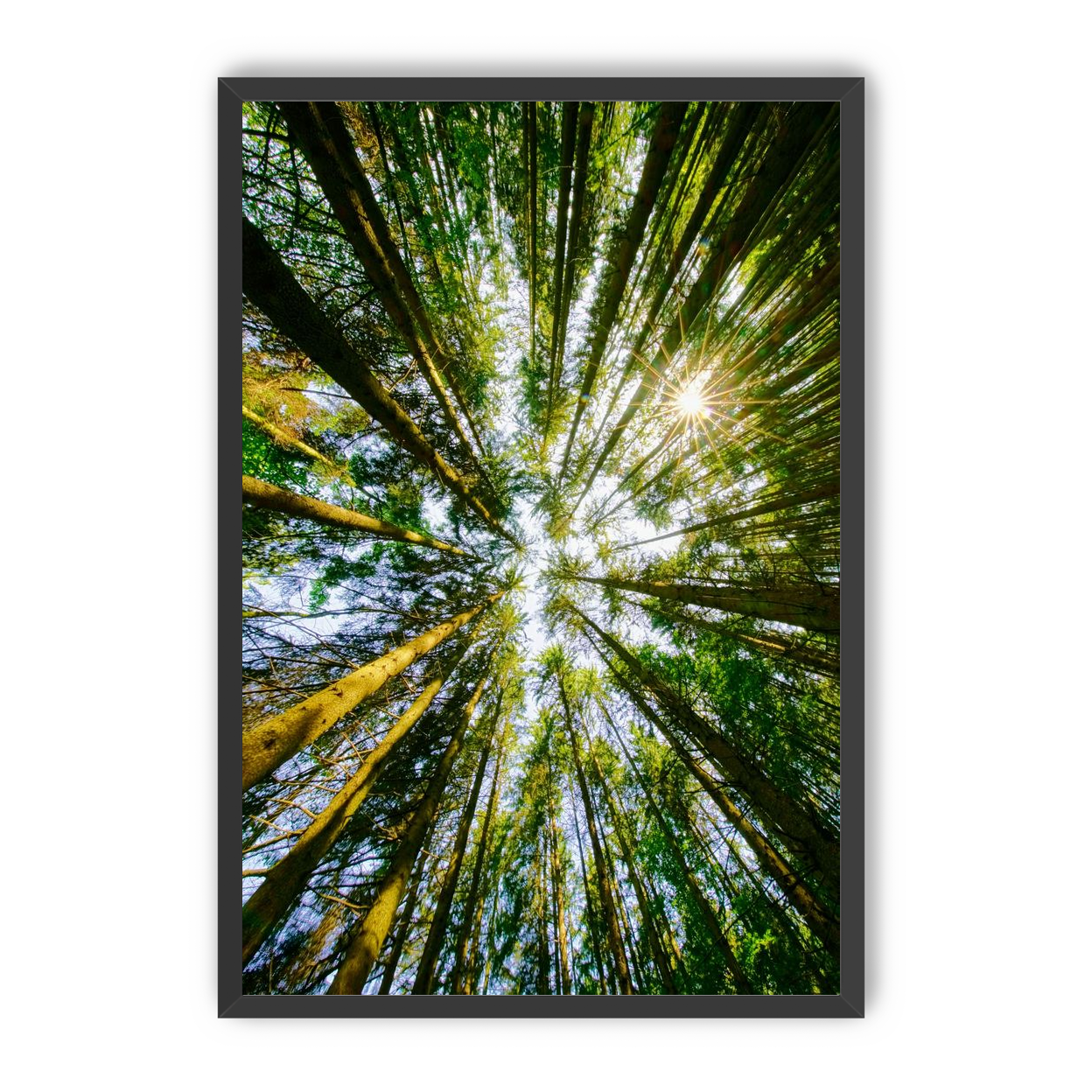 Reaching for the sun