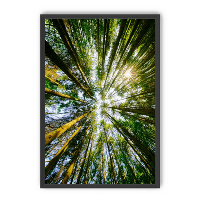 Reaching for the sun