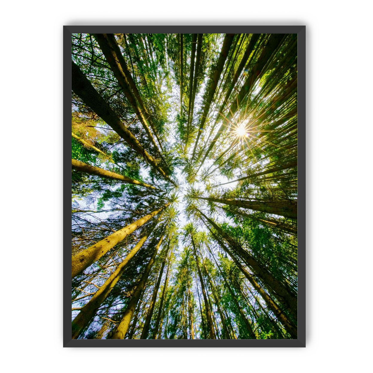 Reaching for the sun