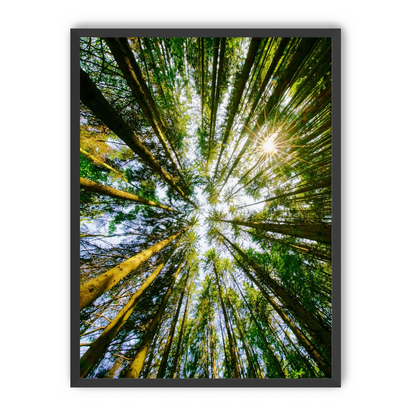 Reaching for the sun