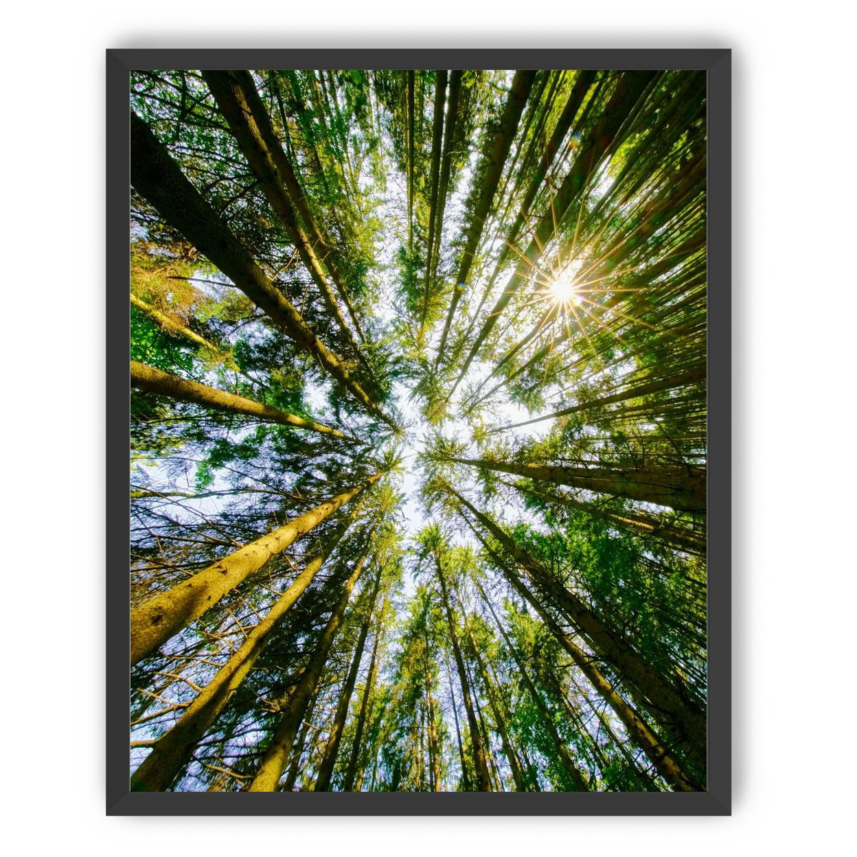 Reaching for the sun