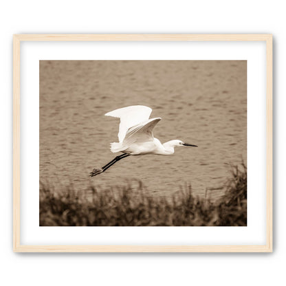 Egret