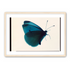 Butterfly Study 