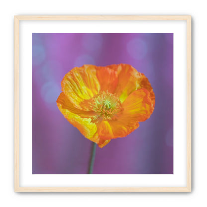 Sweet Poppy