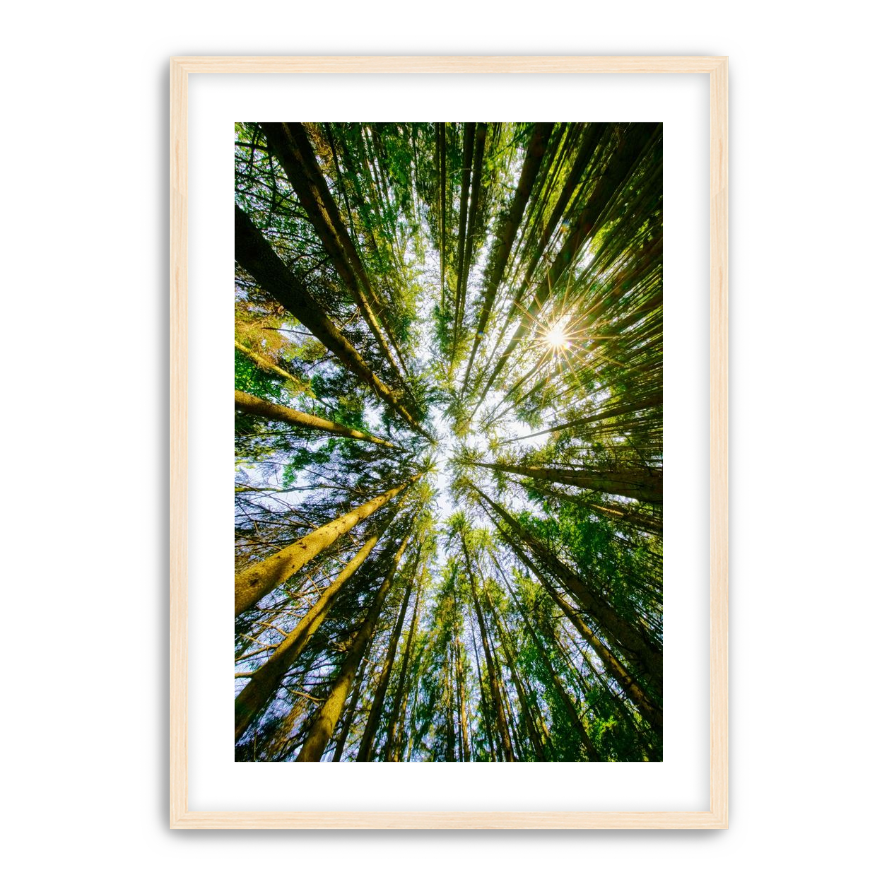 Reaching for the sun