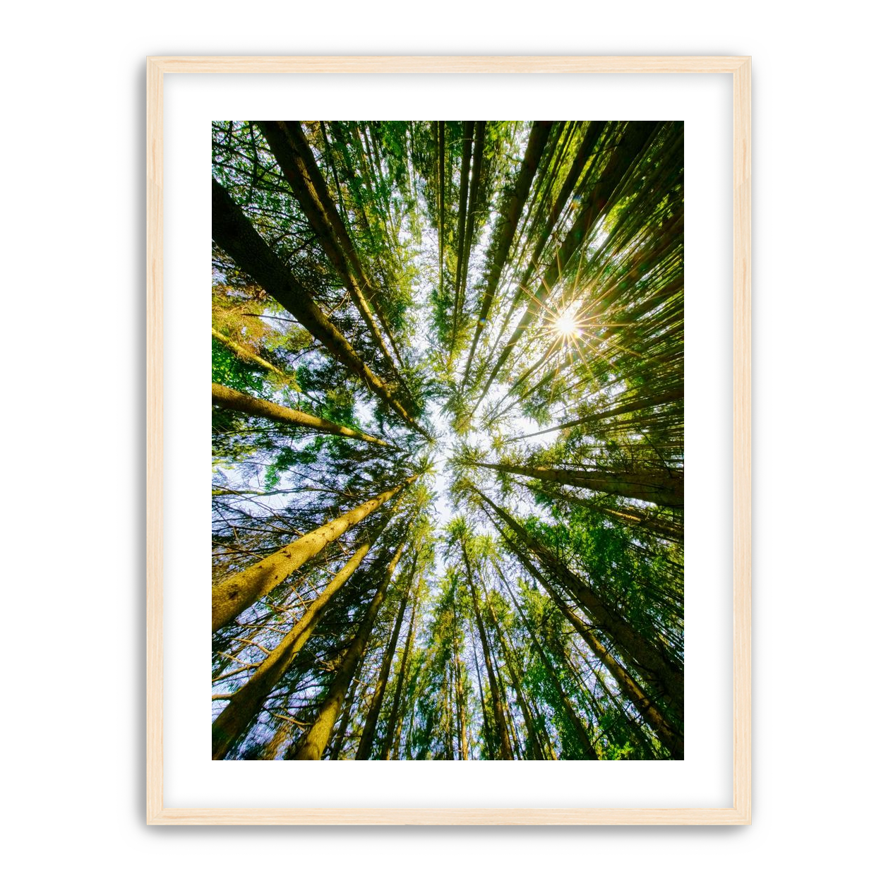 Reaching for the sun