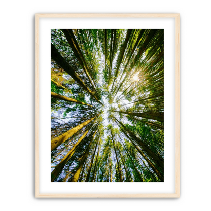 Reaching for the sun