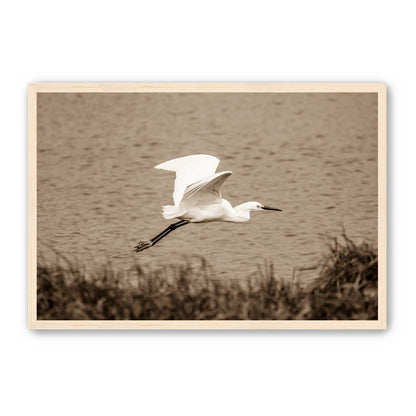 Egret
