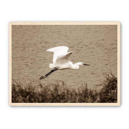 Egret