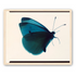 Butterfly Study 