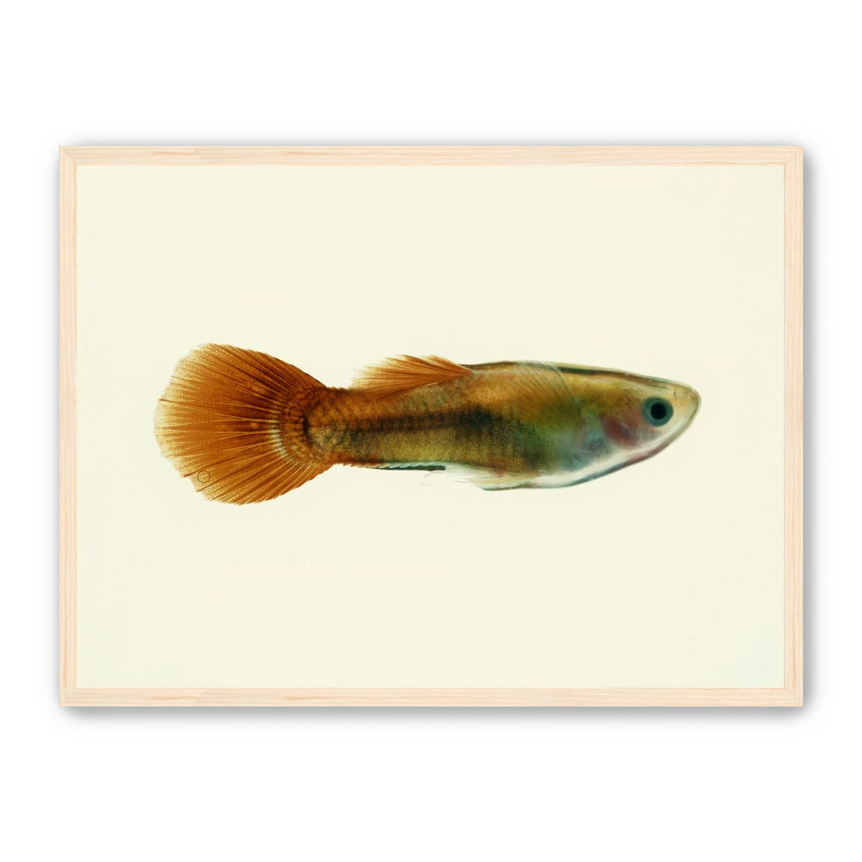 Fish Study 