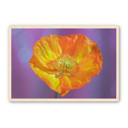 Sweet Poppy