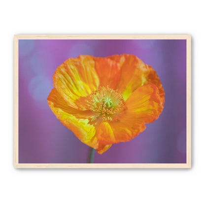 Sweet Poppy