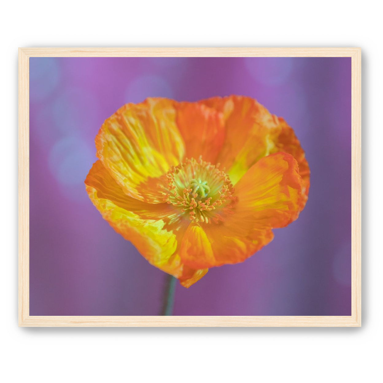 Sweet Poppy
