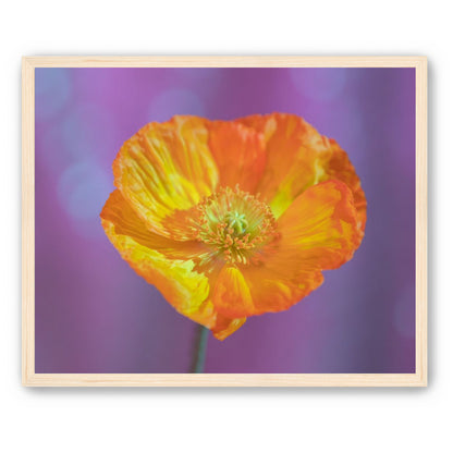 Sweet Poppy