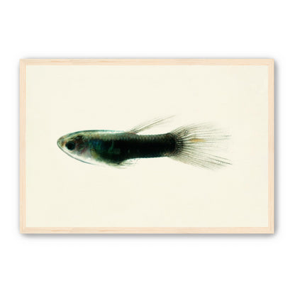 Fish Study 