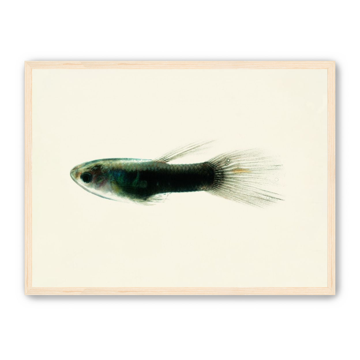 Fish Study 
