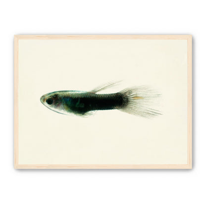 Fish Study 