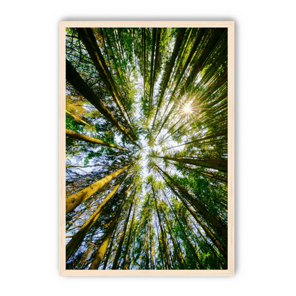 Reaching for the sun