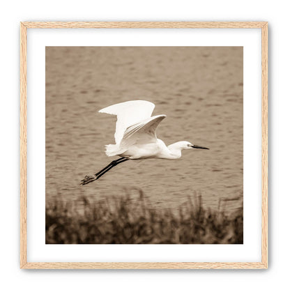 Egret