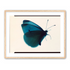 Butterfly Study 