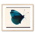Butterfly Study 