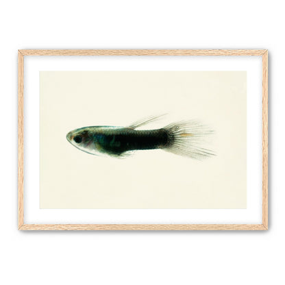 Fish Study 