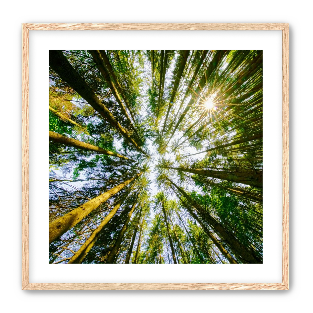 Reaching for the sun