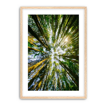 Reaching for the sun