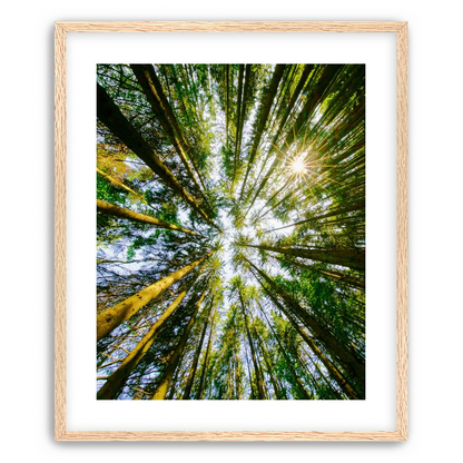 Reaching for the sun