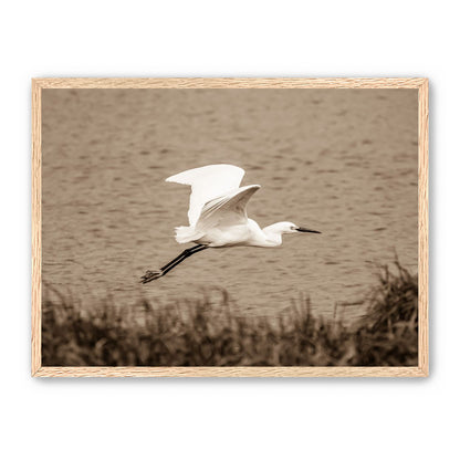 Egret