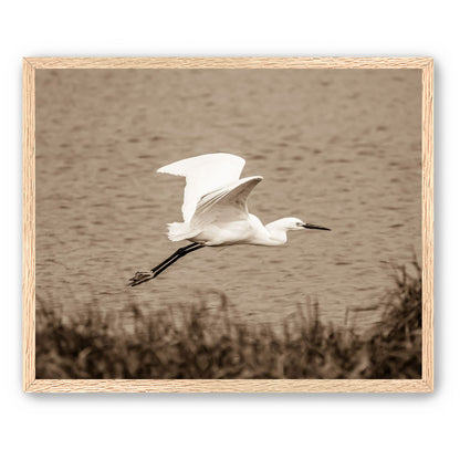 Egret
