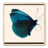 Butterfly Study 
