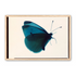 Butterfly Study 