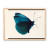 Butterfly Study 