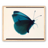 Butterfly Study 