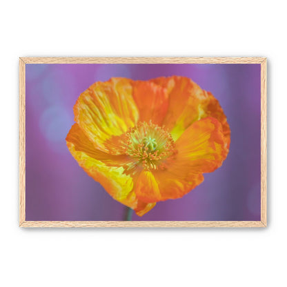 Sweet Poppy