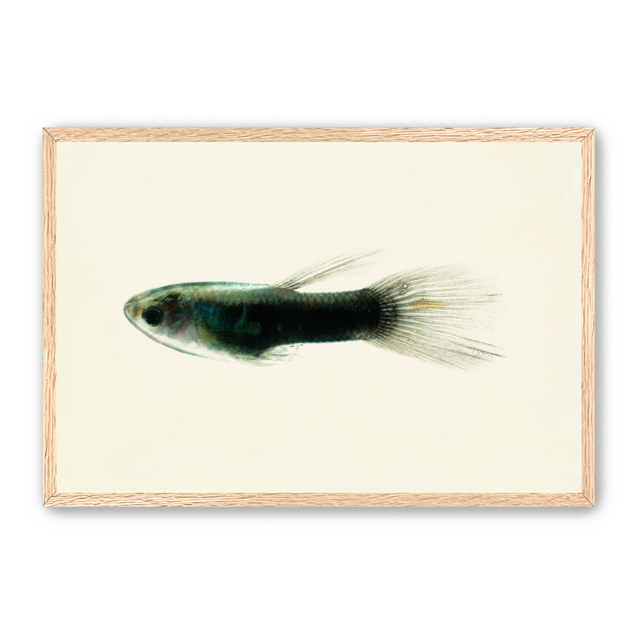 Fish Study 