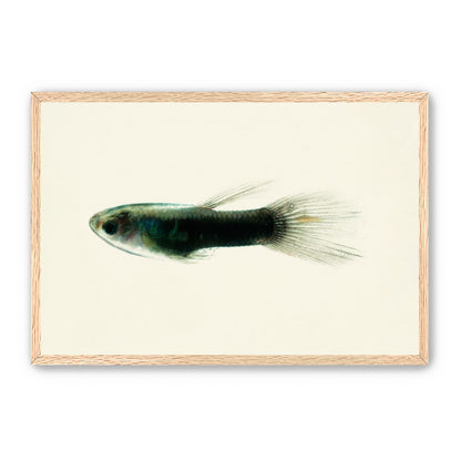 Fish Study 