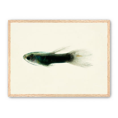 Fish Study 