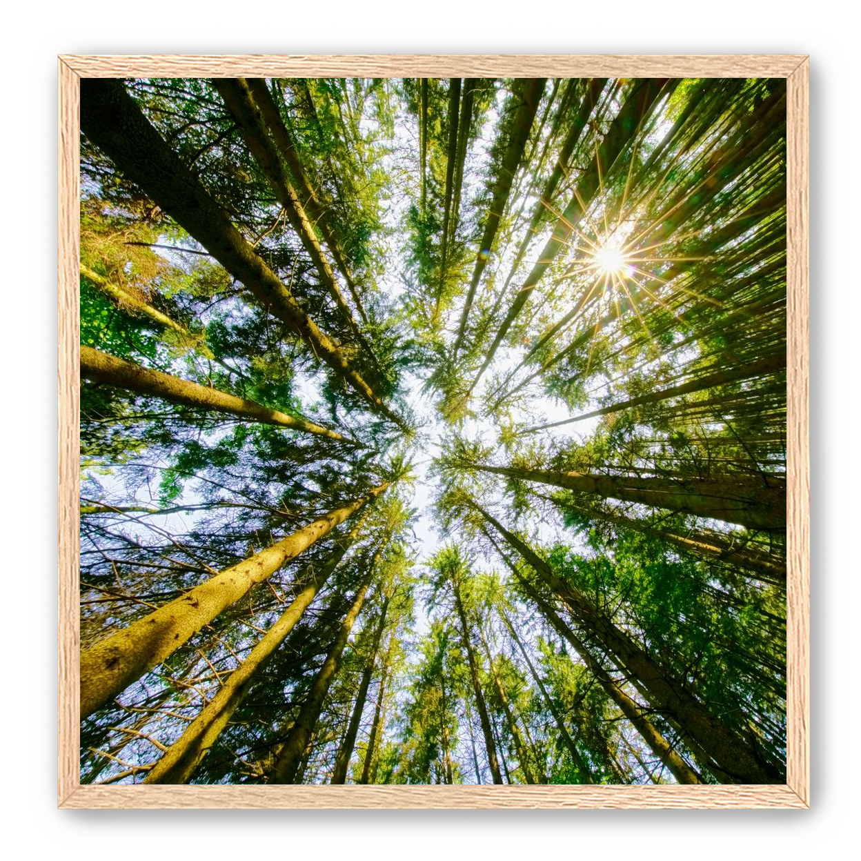 Reaching for the sun