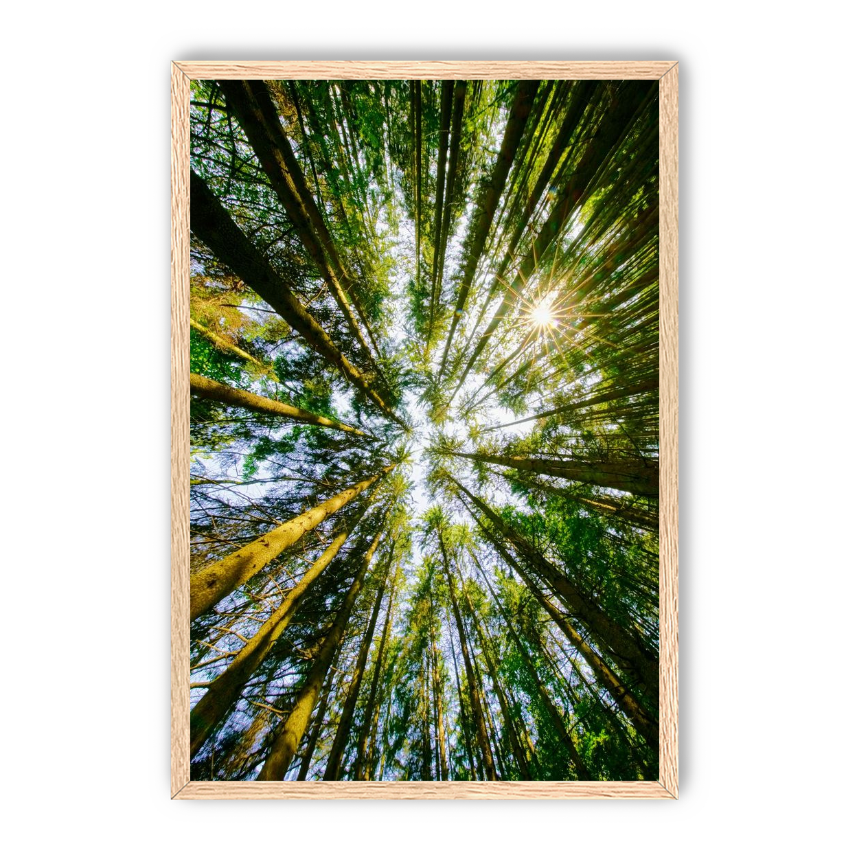 Reaching for the sun